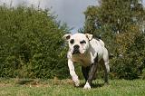 BOULEDOGUE AMERICAIN 277